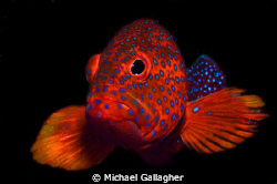 Coral Cod portrait, Sudan - this shot took 20 minutes, mo... by Michael Gallagher 